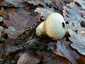 Bimbós pöfeteg (Lycoperdon perlatum), Budai-hegység
